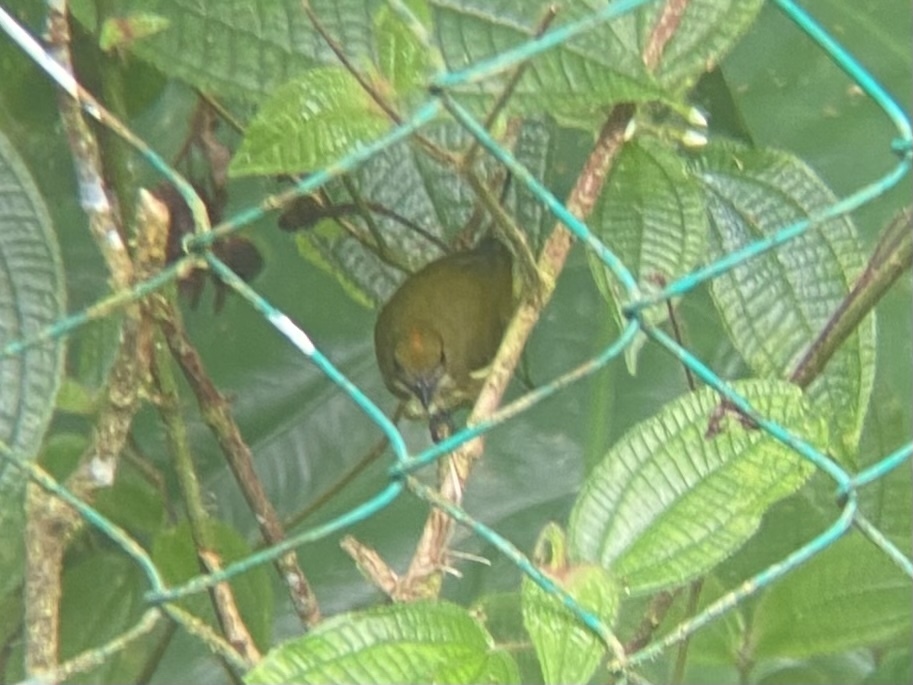 Yellow-breasted Flowerpecker — Borneo wildlife, book, free download, jungle tour, bird, bird tour