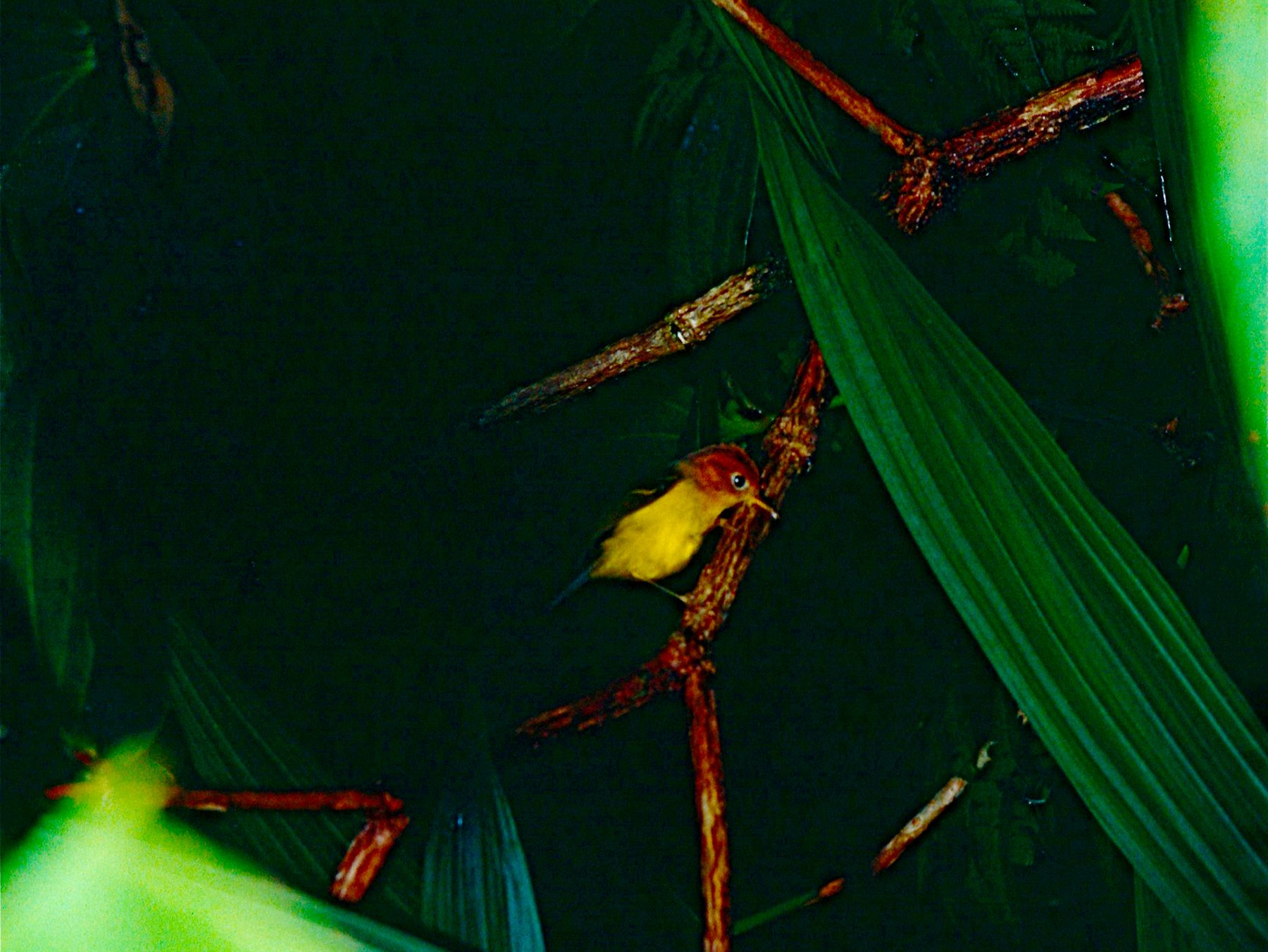 Yellow-breasted Warbler — Borneo wildlife, book, free download, jungle tour, bird, bird tour