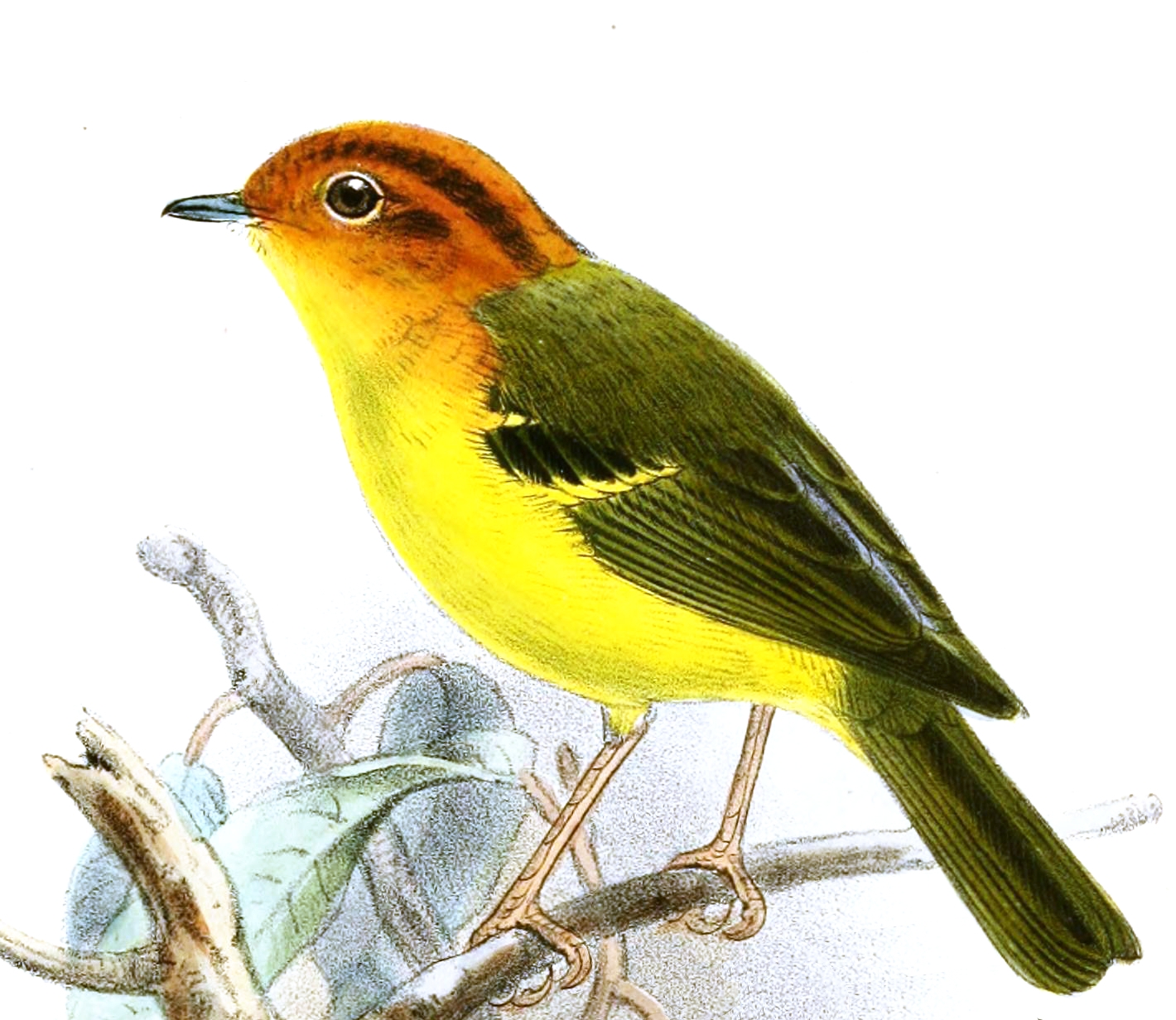 Yellow-breasted Warbler — Borneo wildlife, book, free download, jungle tour, bird, bird tour