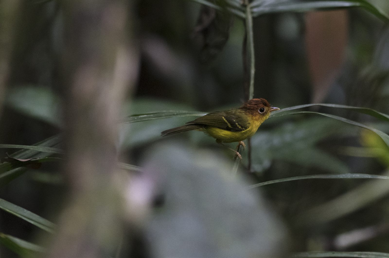 Yellow-breasted Warbler — Borneo wildlife, book, free download, jungle tour, bird, bird tour
