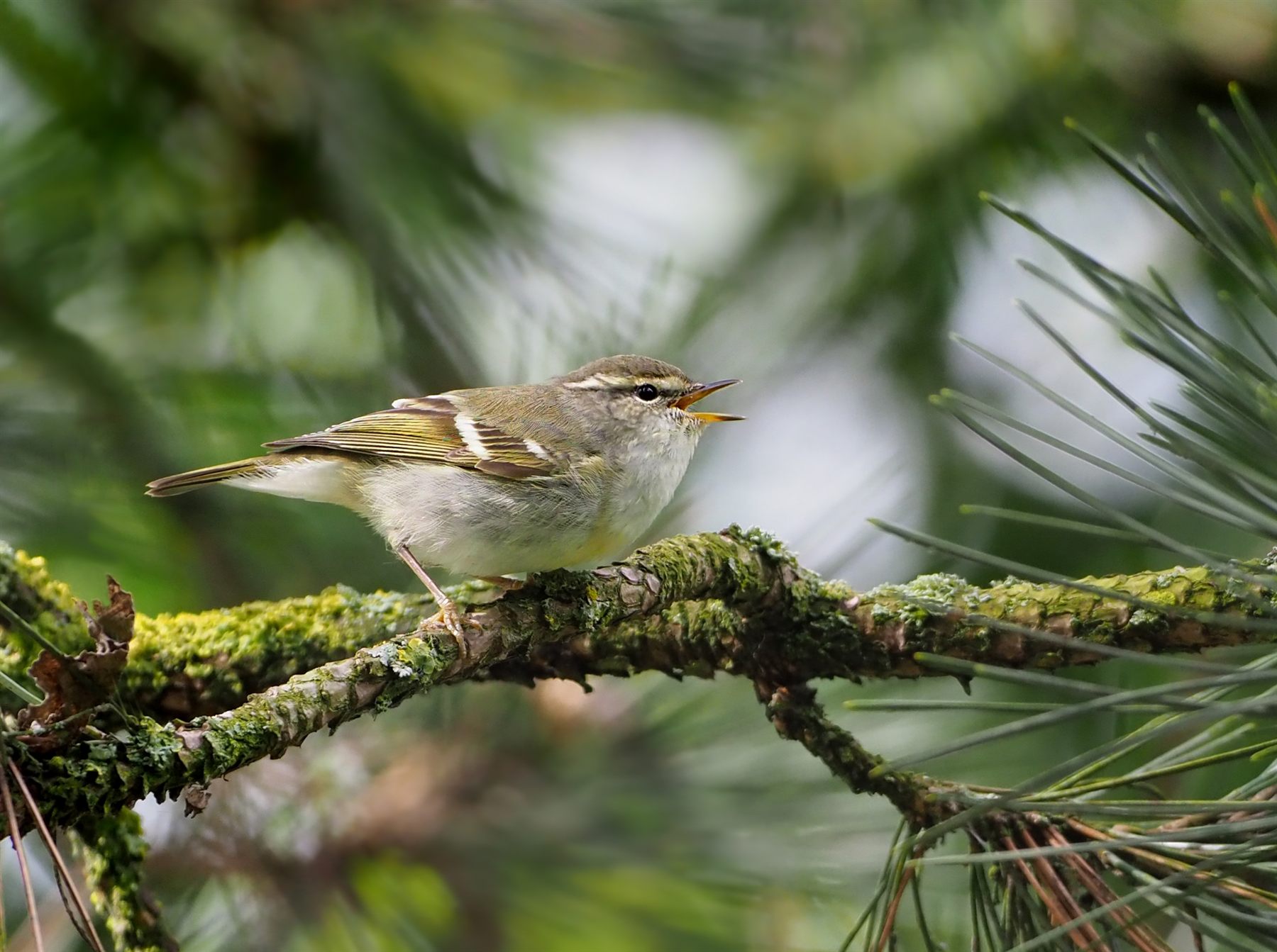 Yellow-browed Warbler — Borneo wildlife, book, free download, jungle tour, bird, bird tour