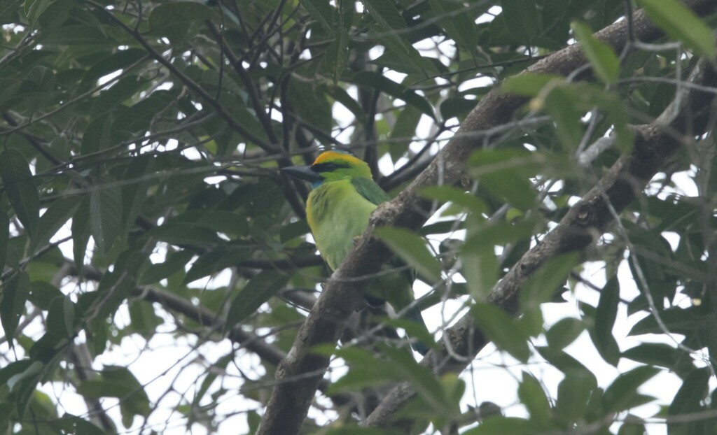 Yellow-crowned Barbet — Borneo wildlife, book, free download, jungle tour, bird, bird tour