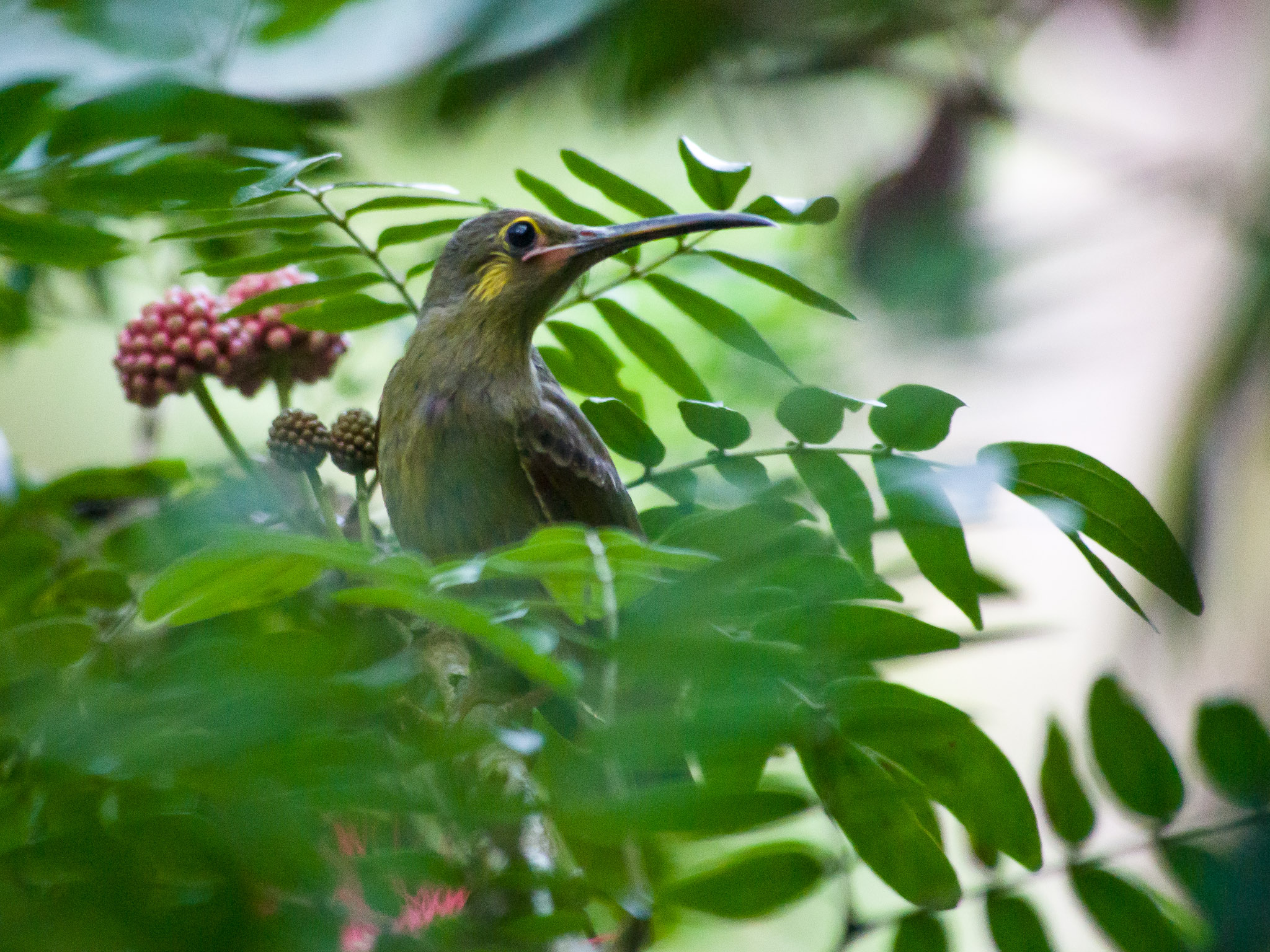 Yellow-eared Spiderhunter — Borneo wildlife, book, free download, jungle tour, bird, bird tour
