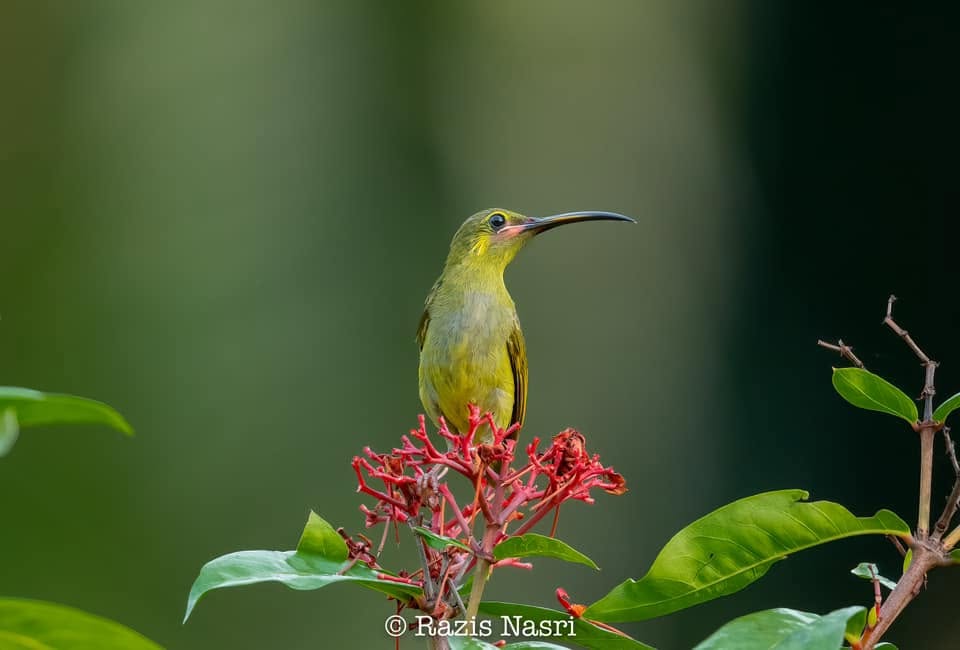Yellow-eared Spiderhunter — Borneo wildlife, book, free download, jungle tour, bird, bird tour