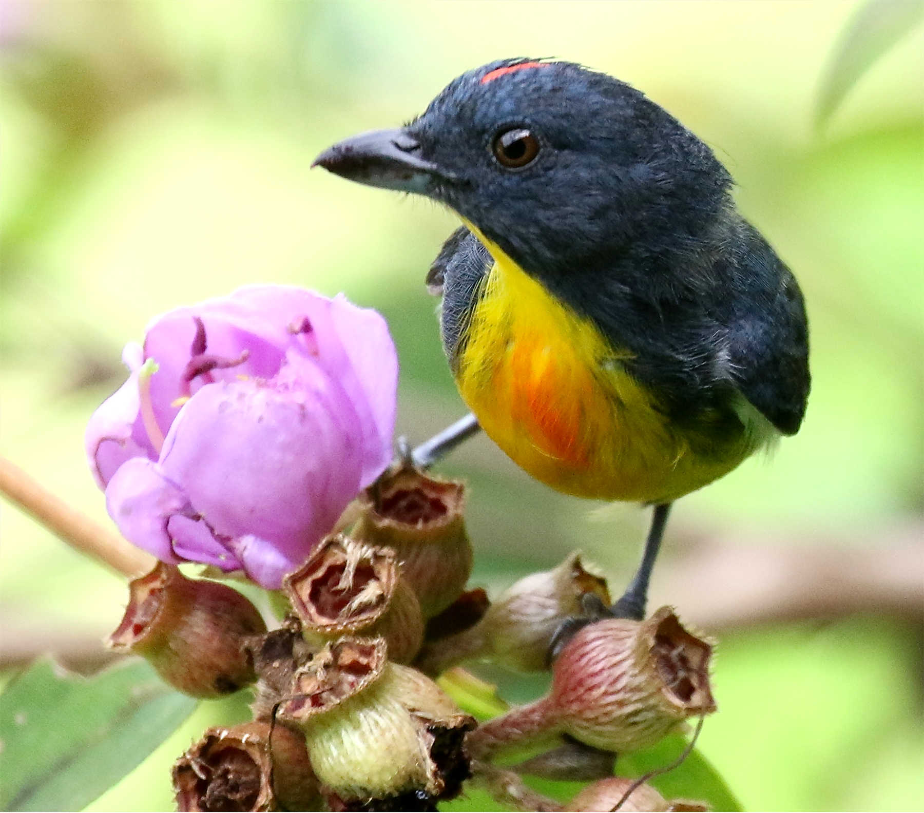 Yellow-rumped Flowerpecker — Borneo wildlife, book, free download, jungle tour, bird, bird tour