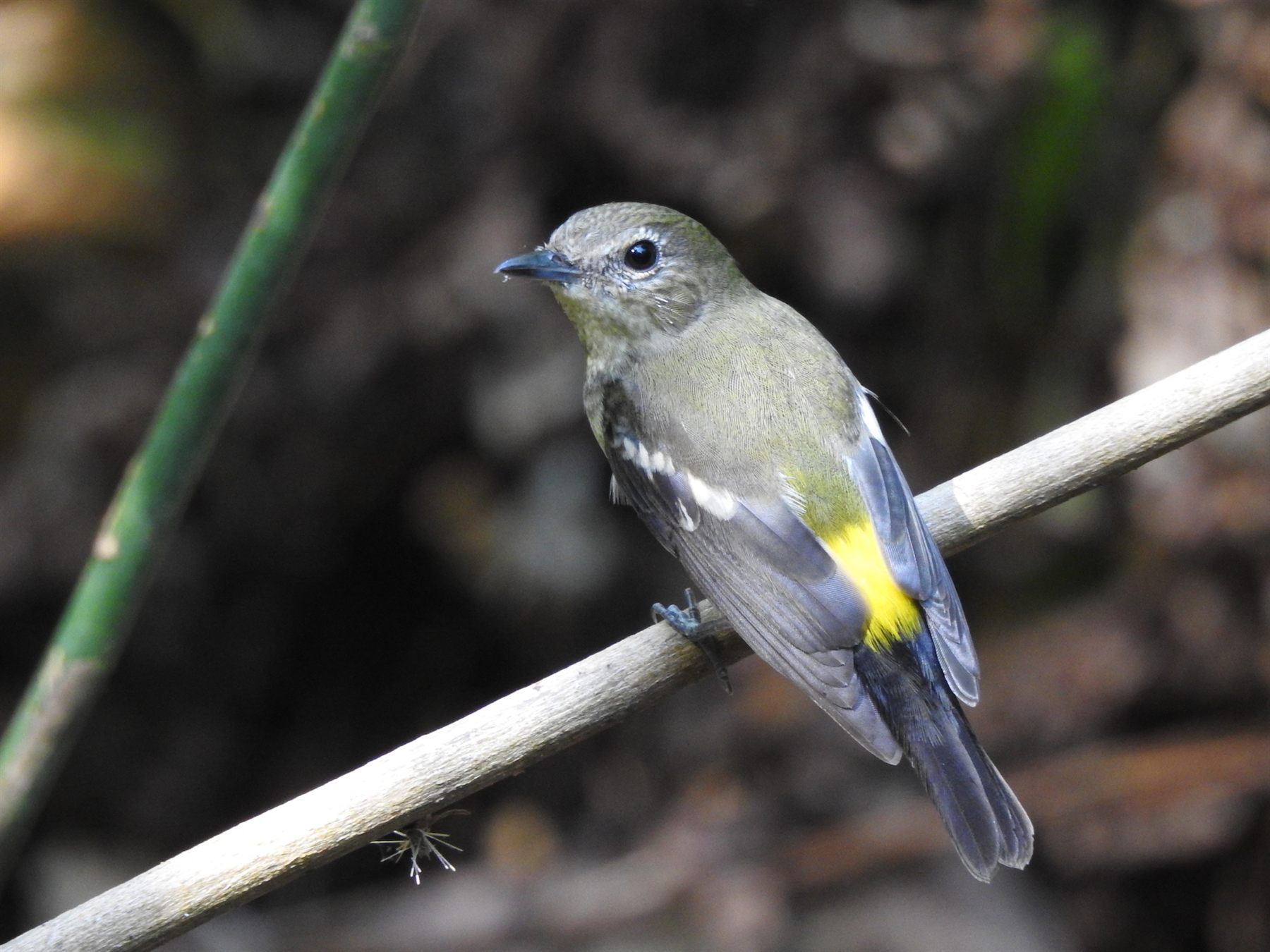 Yellow-rumped Flycatcher — Borneo wildlife, book, free download, jungle tour, bird, bird tour