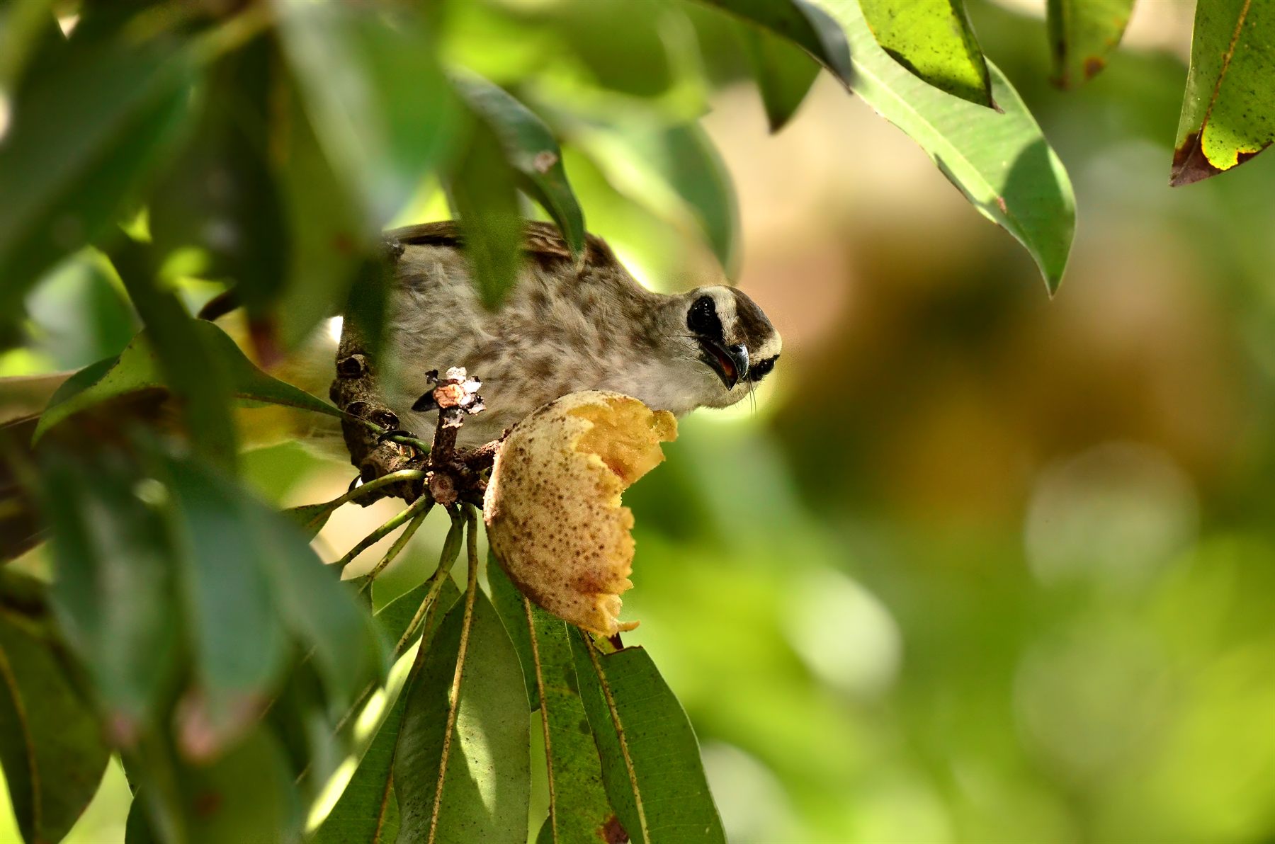 Yellow-vented Bulbul — Borneo wildlife, book, free download, jungle tour, bird, bird tour