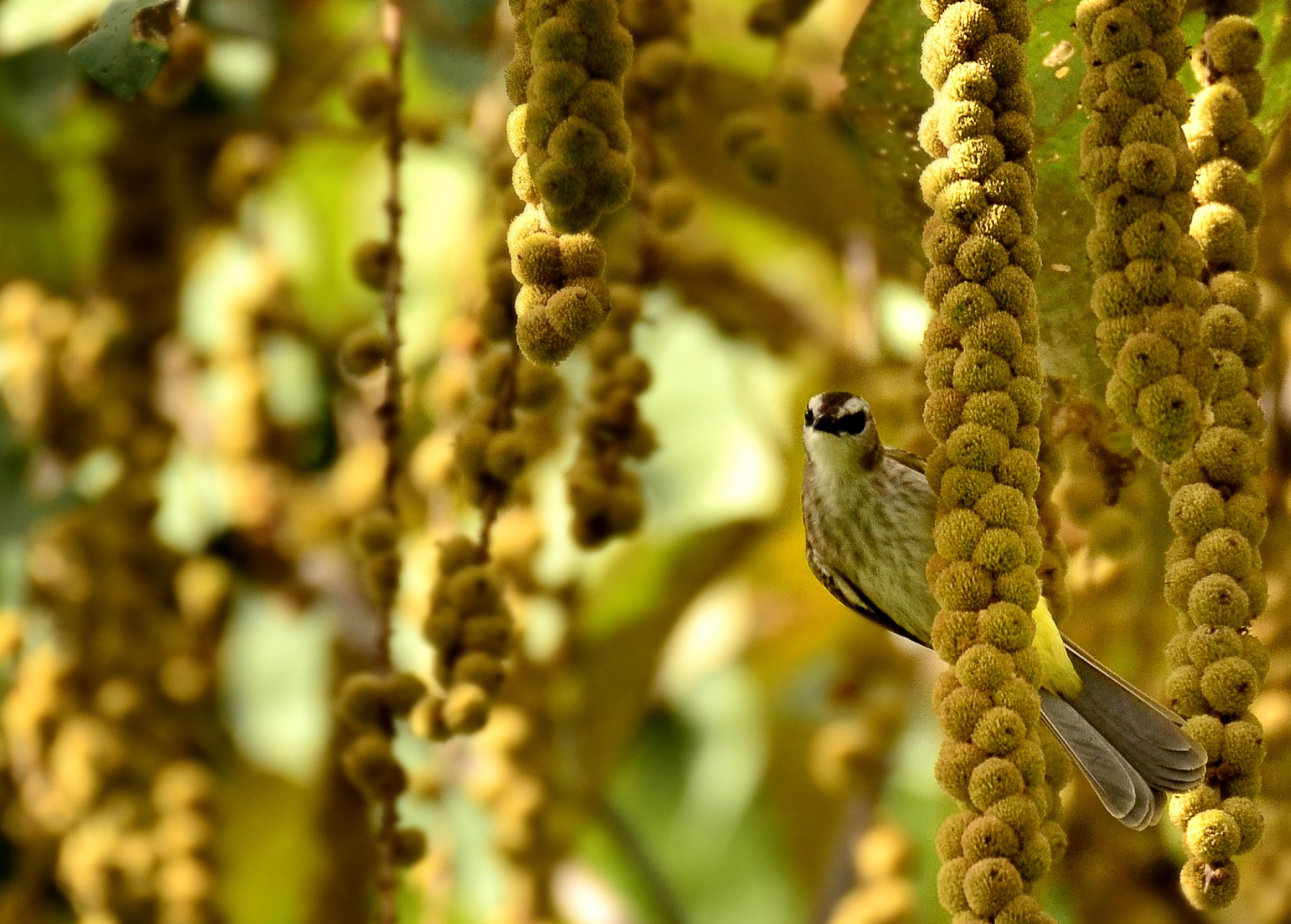Yellow-vented Bulbul — Borneo wildlife, book, free download, jungle tour, bird, bird tour