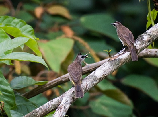 Yellow-vented Bulbul — Borneo wildlife, book, free download, jungle tour, bird, bird tour