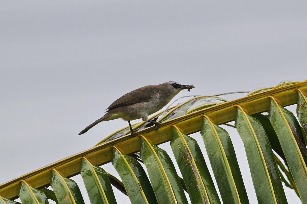 Yellow-vented Bulbul — Borneo wildlife, book, free download, jungle tour, bird, bird tour