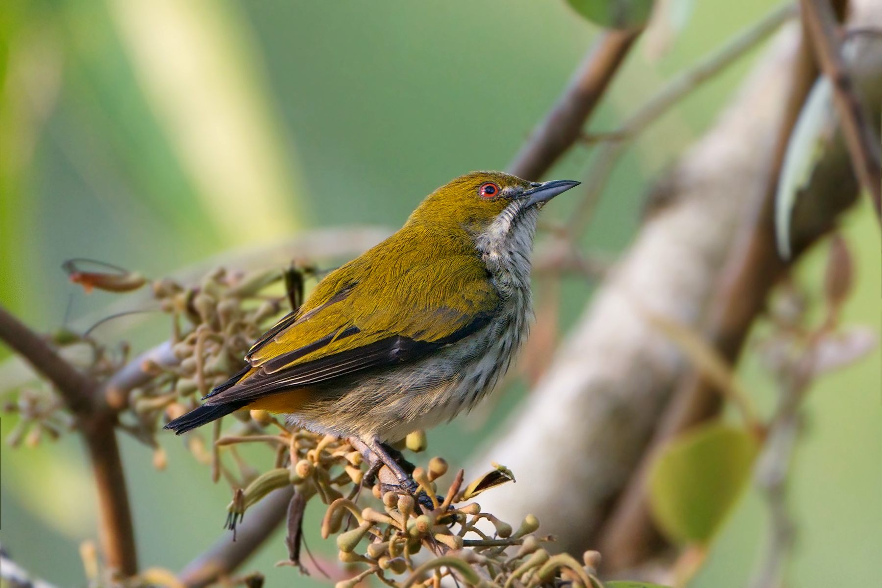 Yellow-vented Flowerpecker — Borneo wildlife, book, free download, jungle tour, bird, bird tour