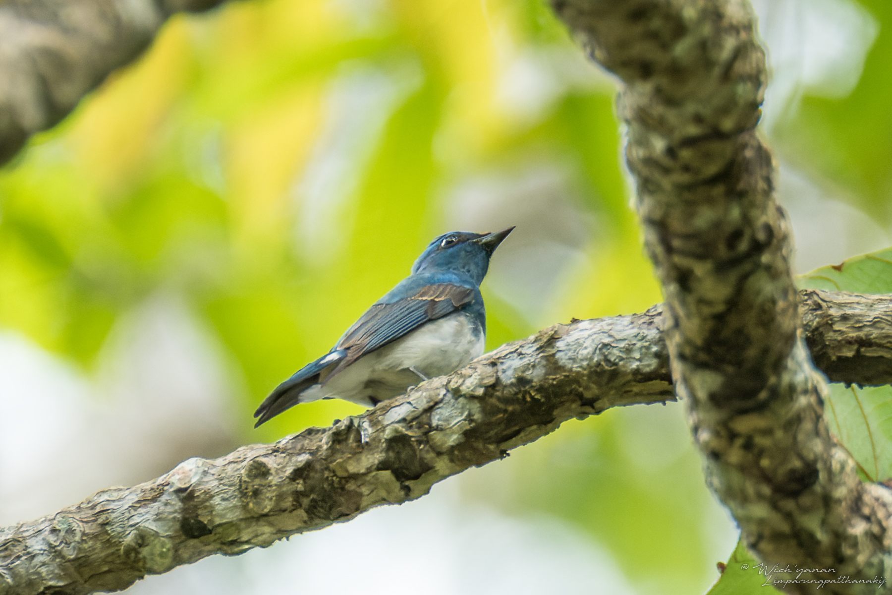 Zappey's Flycatcher — Borneo wildlife, book, free download, jungle tour, bird, bird tour