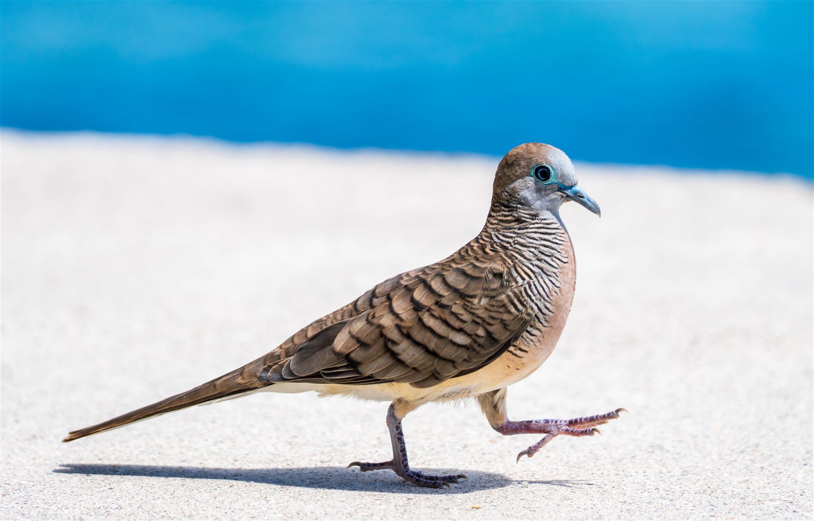 Zebra Dove — Borneo wildlife, book, free download, jungle tour, bird, bird tour