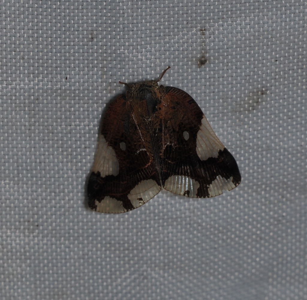 Black Planthopper — Borneo wildlife, book, free download, jungle tour
