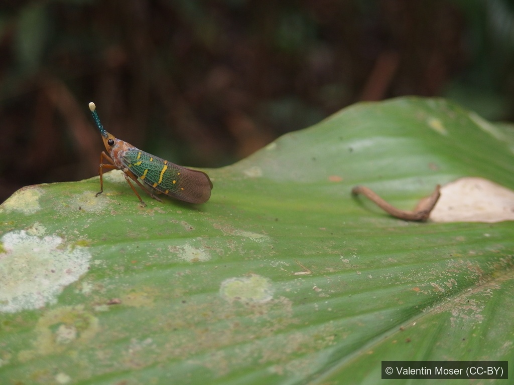 Cross-lined Lanternfly — Borneo wildlife, book, free download, jungle tour