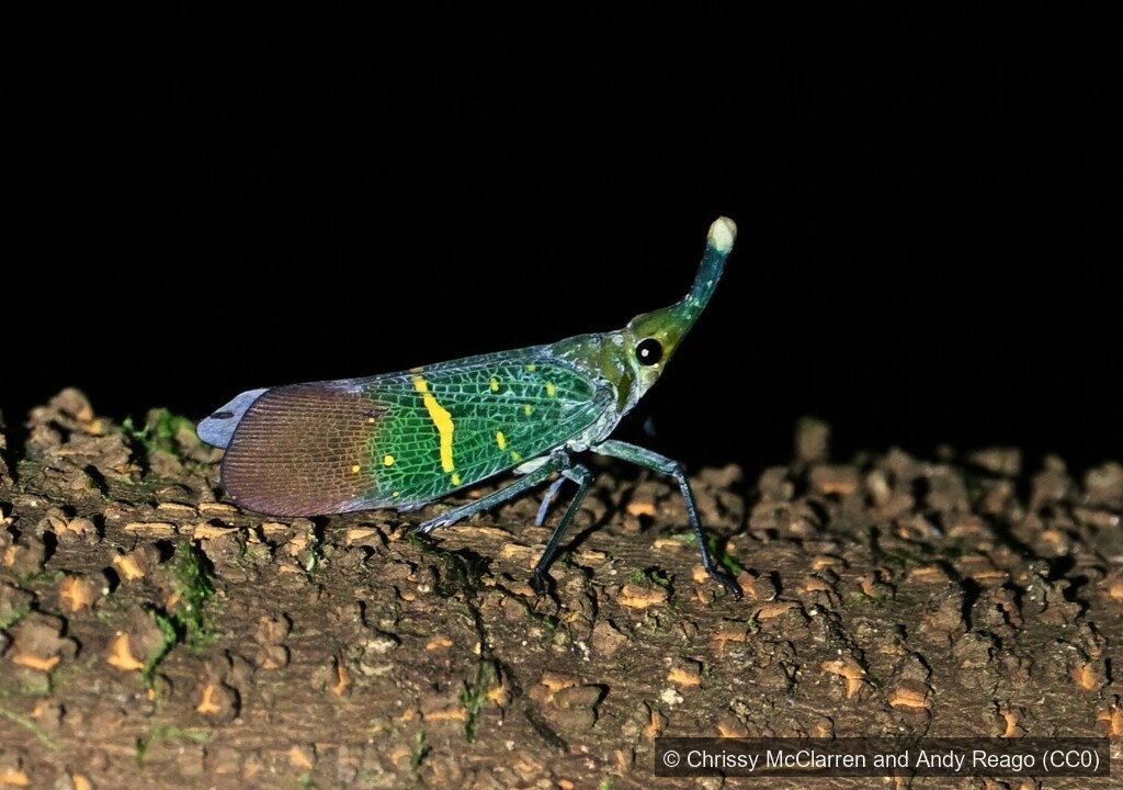 Cross-lined Lanternfly — Borneo wildlife, book, free download, jungle tour