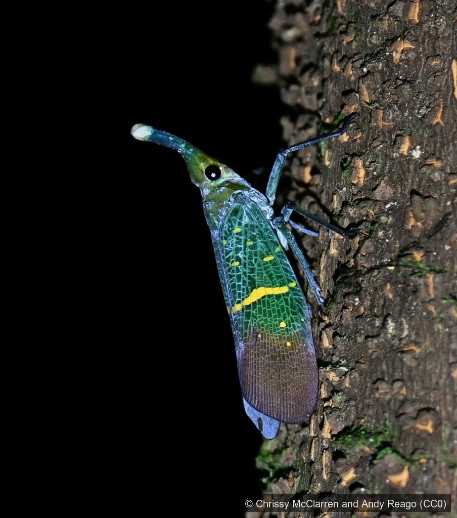 Cross-lined Lanternfly — Borneo wildlife, book, free download, jungle tour