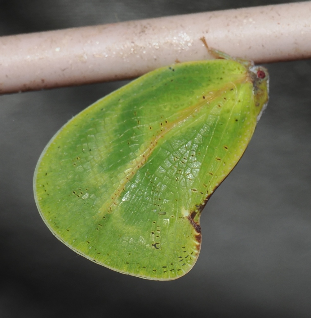 Dermoflata rotundata — Borneo wildlife, book, free download, jungle tour