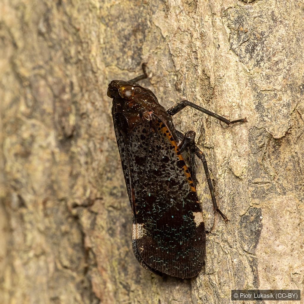 Four-spotted Lanternfly — Borneo wildlife, book, free download, jungle tour