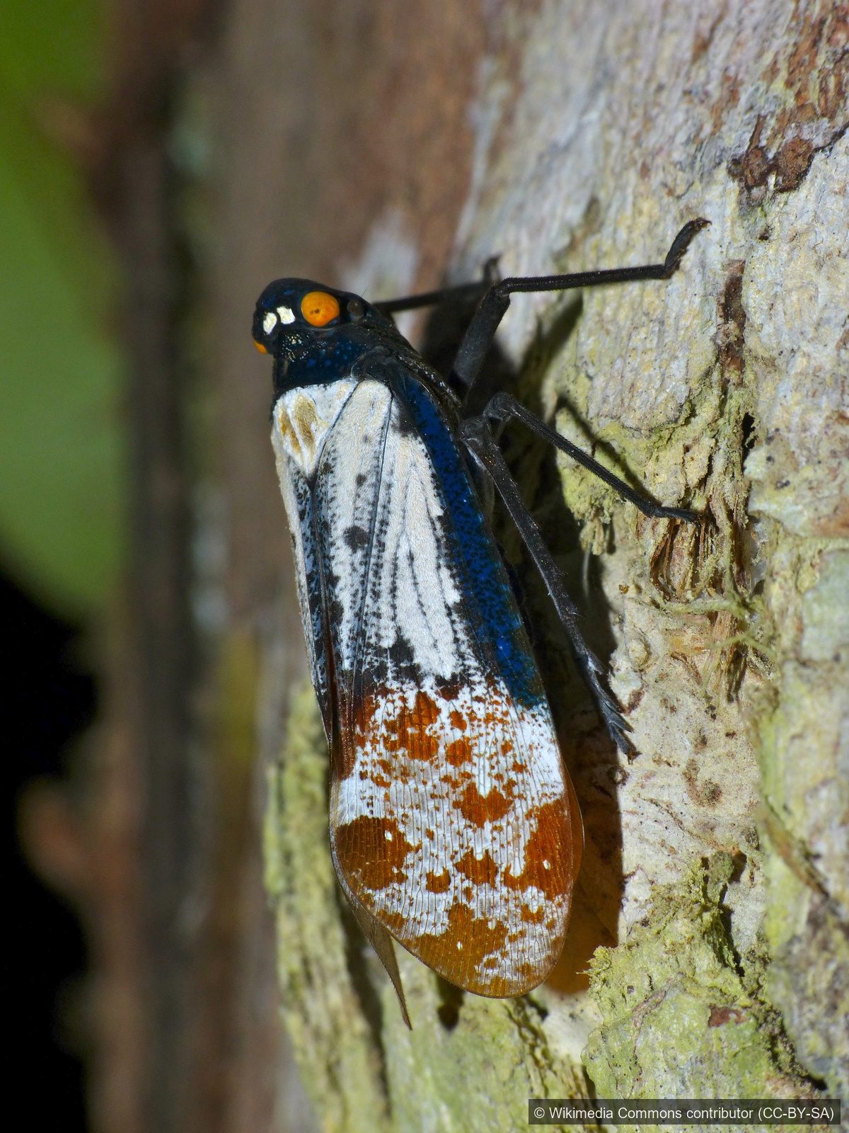 Frosted Lanternfly — Borneo wildlife, book, free download, jungle tour