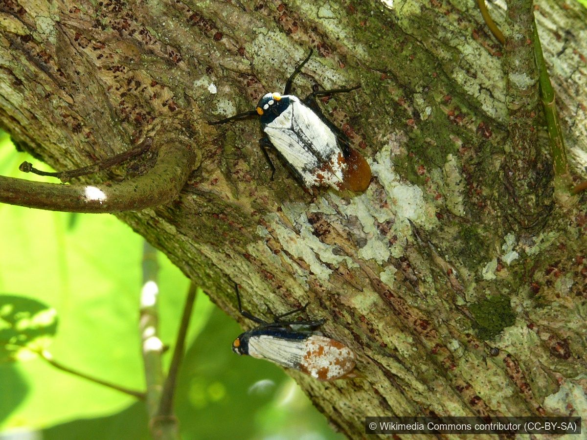 Frosted Lanternfly — Borneo wildlife, book, free download, jungle tour