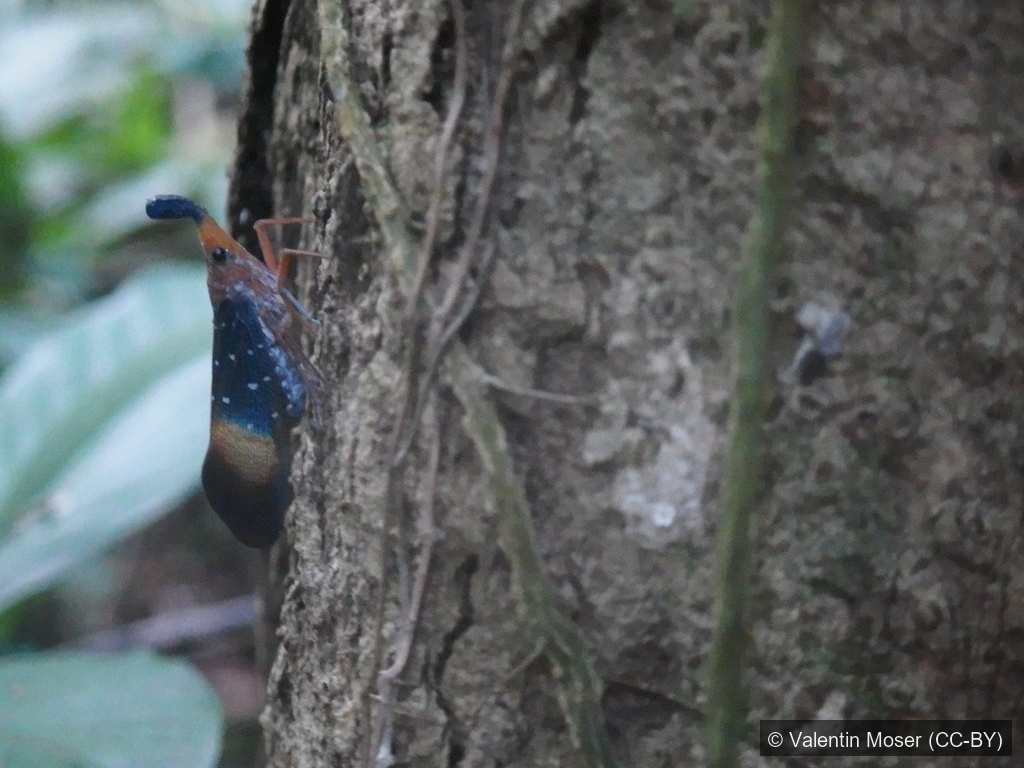 Gunji's Lanternfly — Borneo wildlife, book, free download, jungle tour