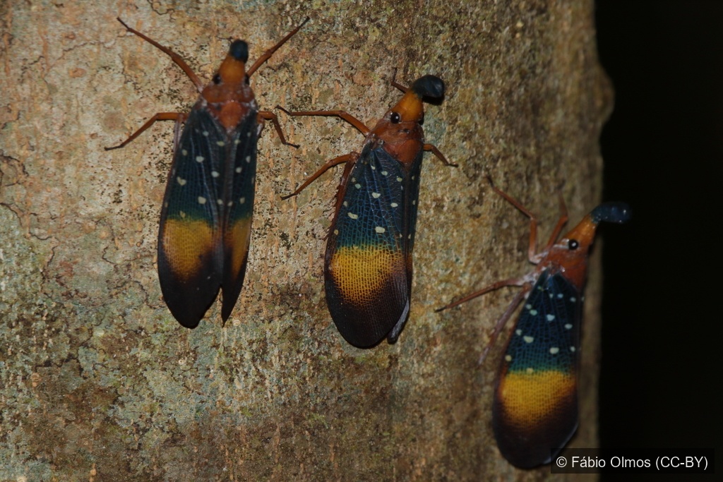 Gunji's Lanternfly — Borneo wildlife, book, free download, jungle tour