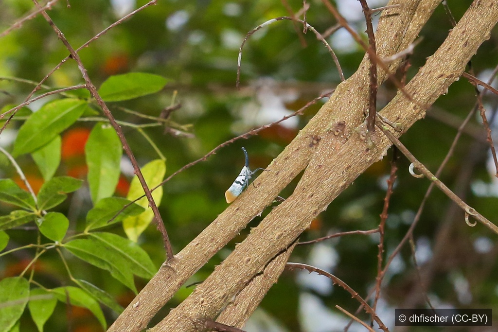 Hering's Lanternfly — Borneo wildlife, book, free download, jungle tour