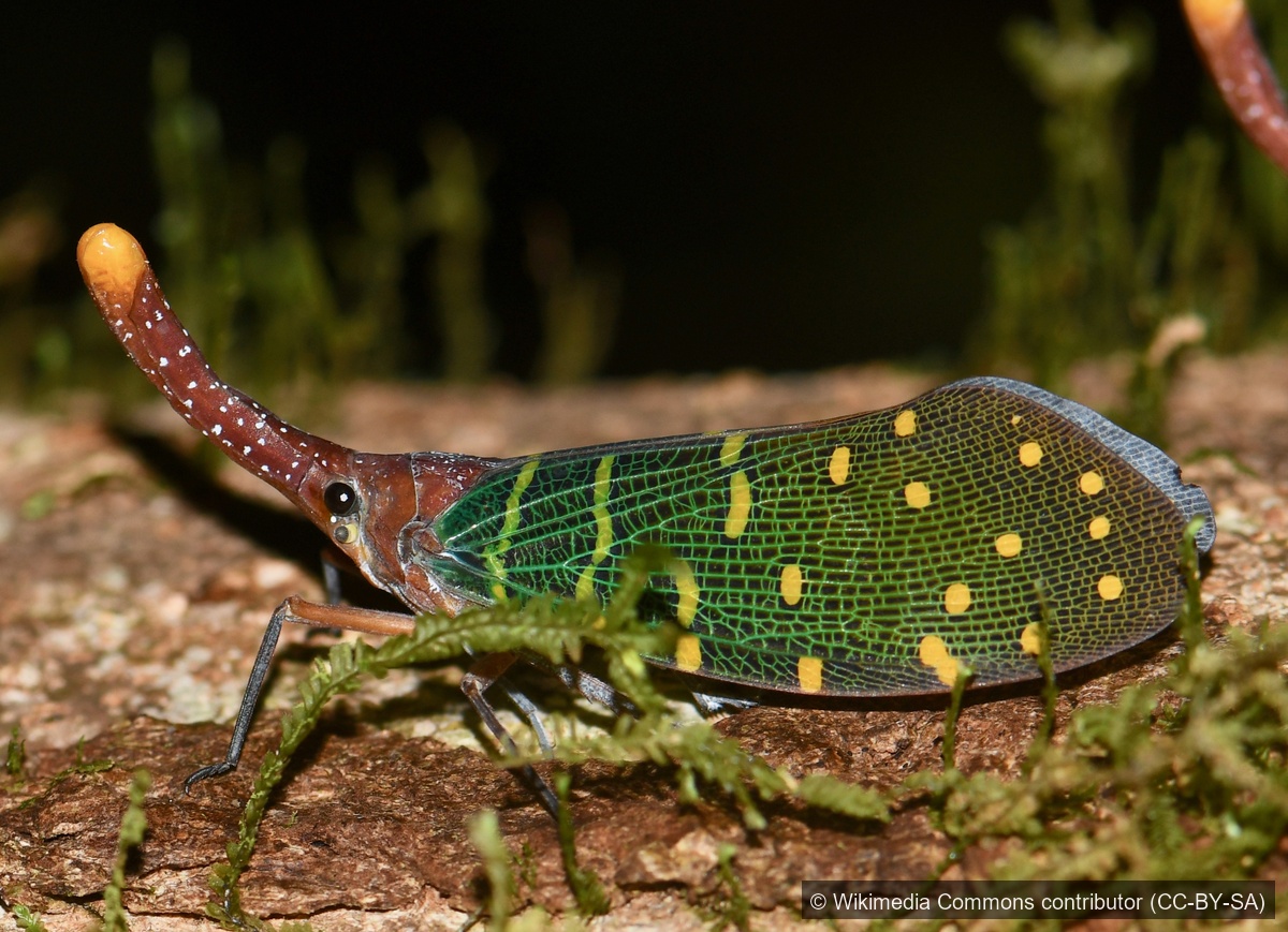 Intricate Lanternfly — Borneo wildlife, book, free download, jungle tour