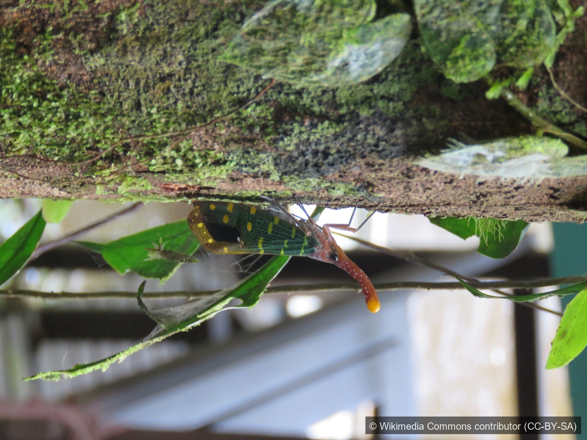 Intricate Lanternfly — Borneo wildlife, book, free download, jungle tour