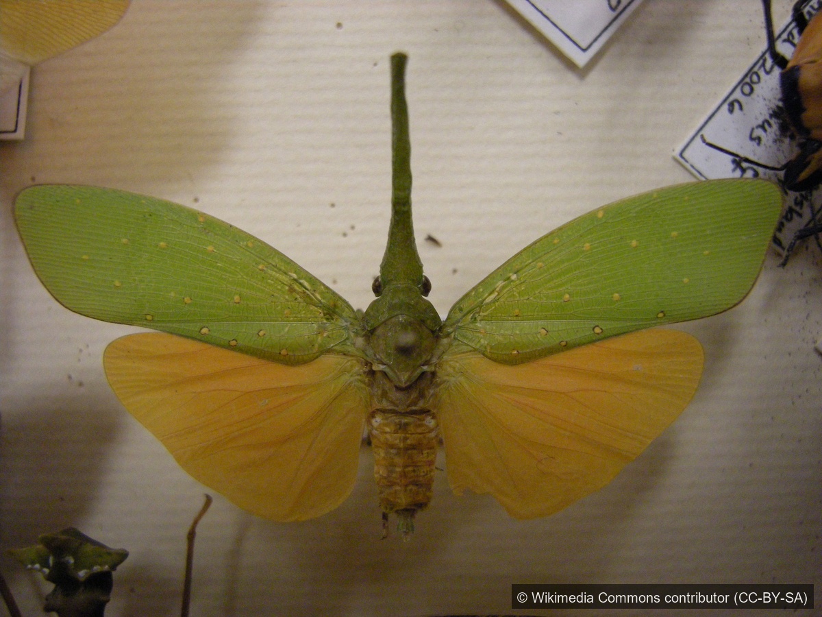 Knife-snouted Lanternfly — Borneo wildlife, book, free download, jungle tour
