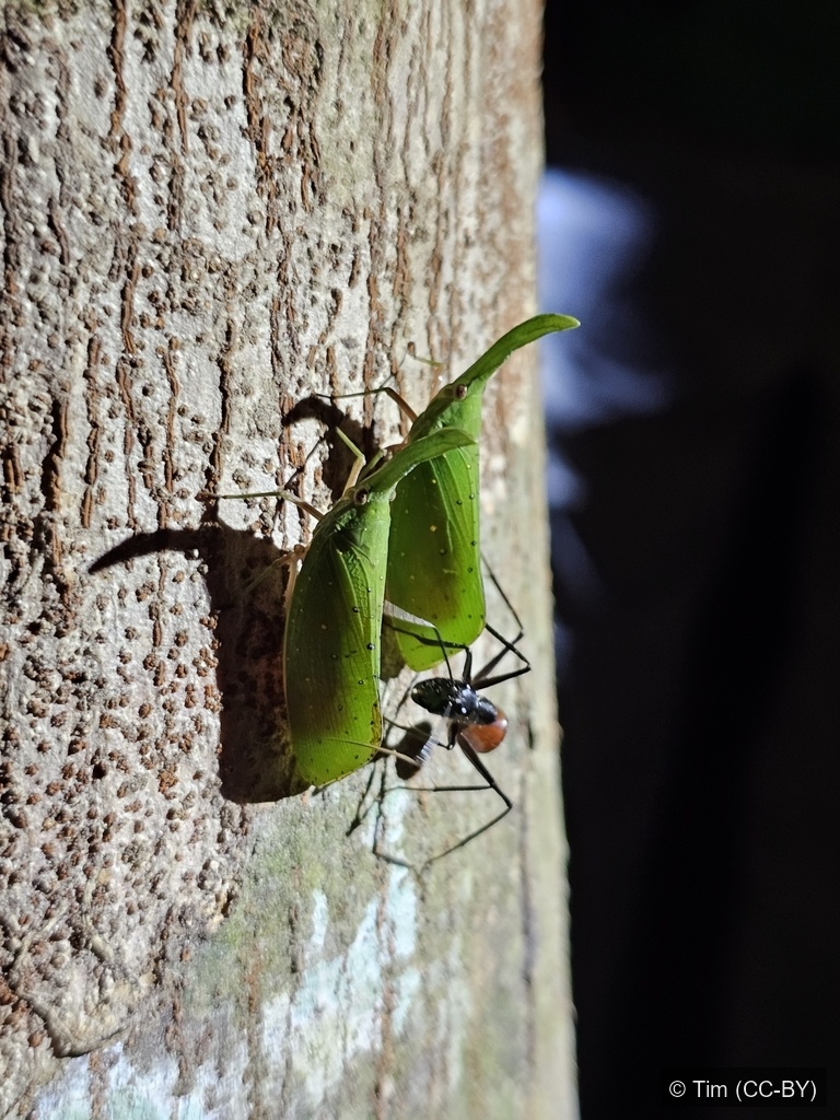 Knife-snouted Lanternfly — Borneo wildlife, book, free download, jungle tour