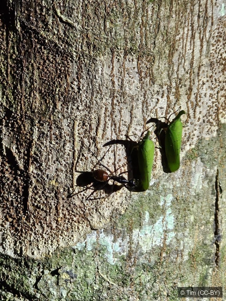 Knife-snouted Lanternfly — Borneo wildlife, book, free download, jungle tour