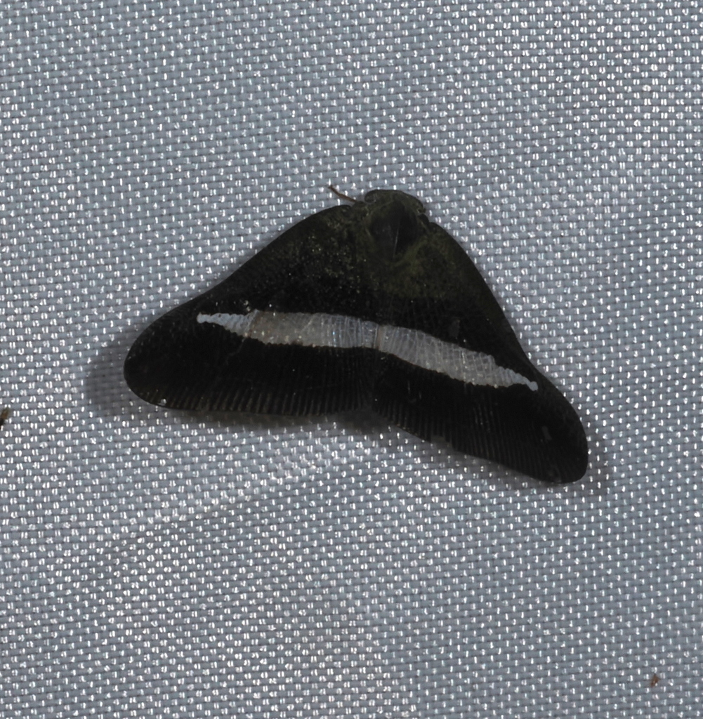 Pochazia sinuata — Borneo wildlife, book, free download, jungle tour