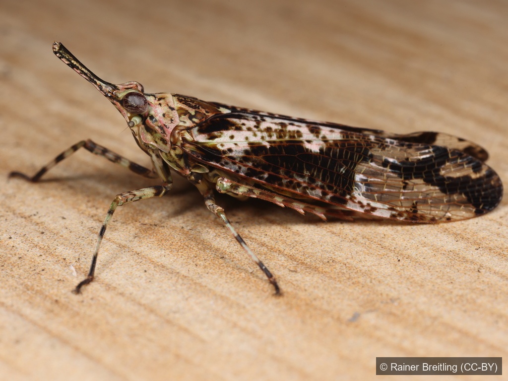 Prolepta Lanternfly — Borneo wildlife, book, free download, jungle tour