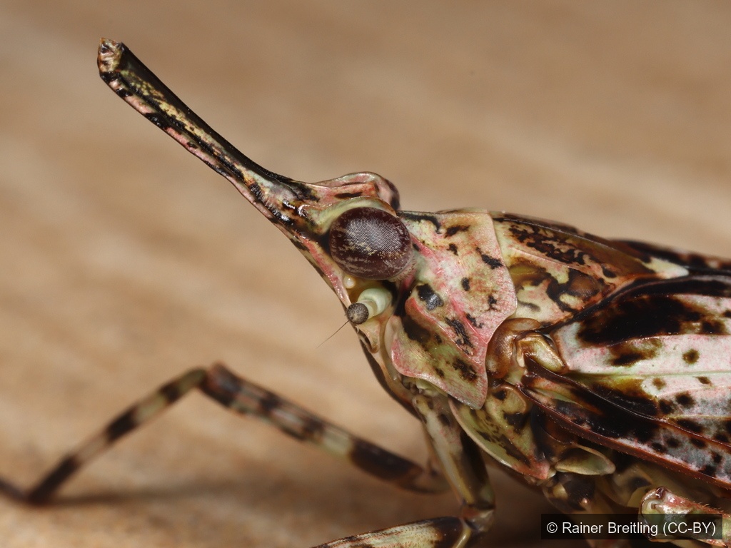 Prolepta Lanternfly — Borneo wildlife, book, free download, jungle tour