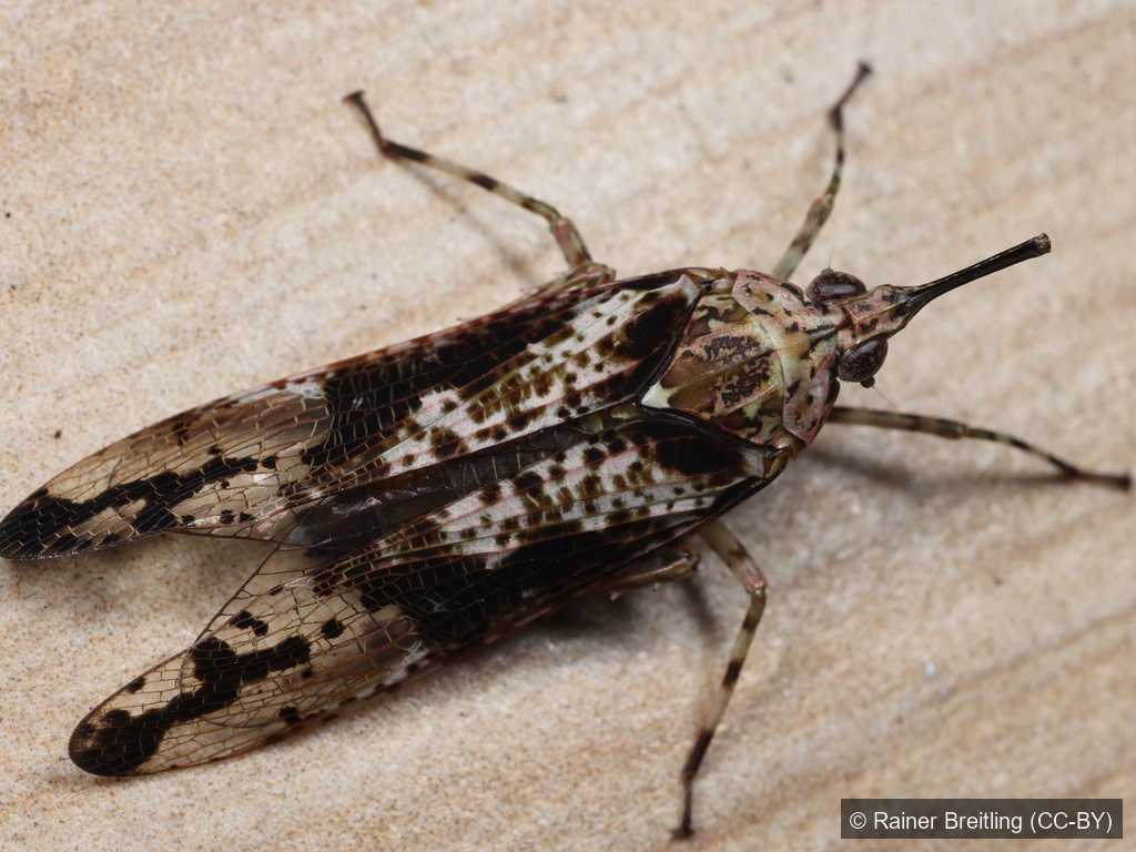 Prolepta Lanternfly — Borneo wildlife, book, free download, jungle tour