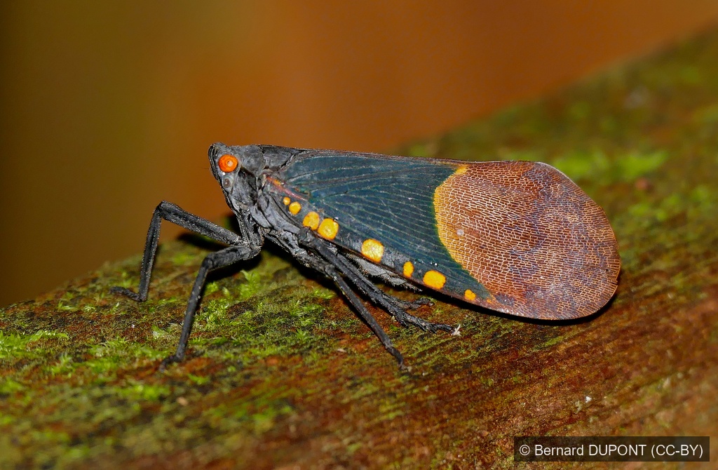 Rainbow Lanternfly — Borneo wildlife, book, free download, jungle tour