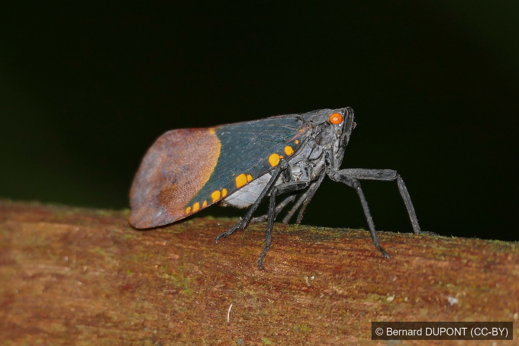 Rainbow Lanternfly — Borneo wildlife, book, free download, jungle tour