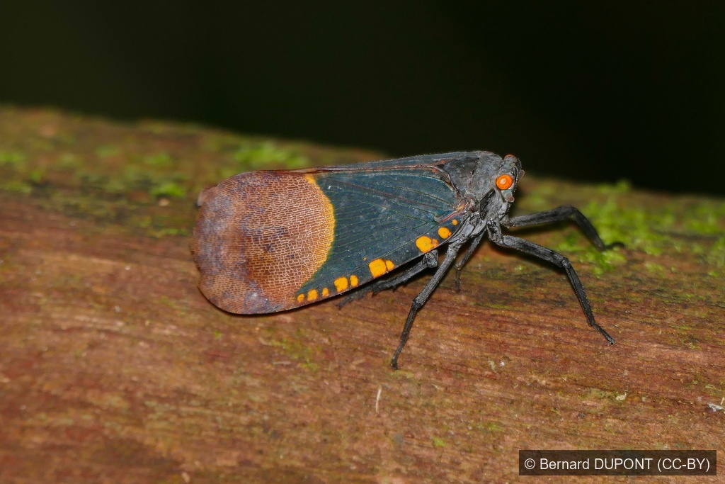 Rainbow Lanternfly — Borneo wildlife, book, free download, jungle tour