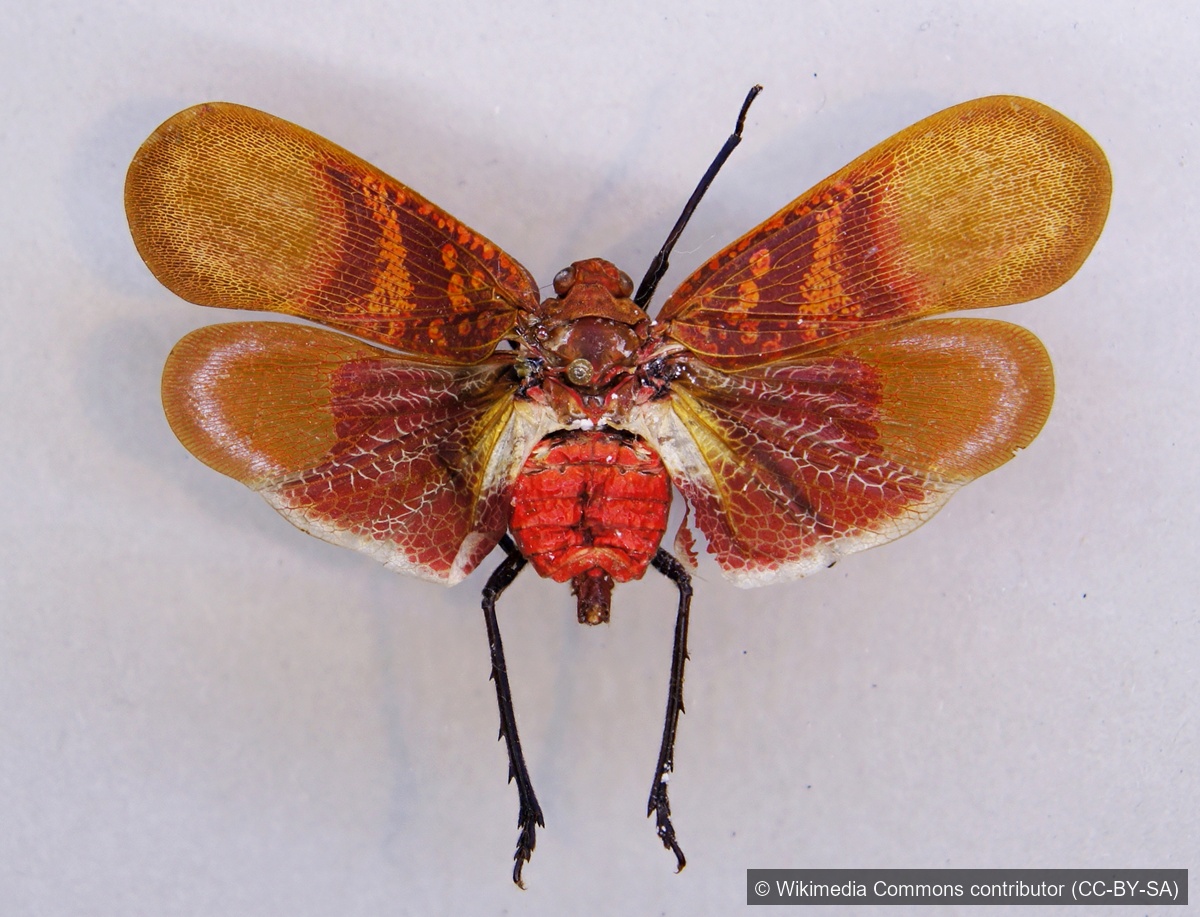 Rose Lanternfly — Borneo wildlife, book, free download, jungle tour