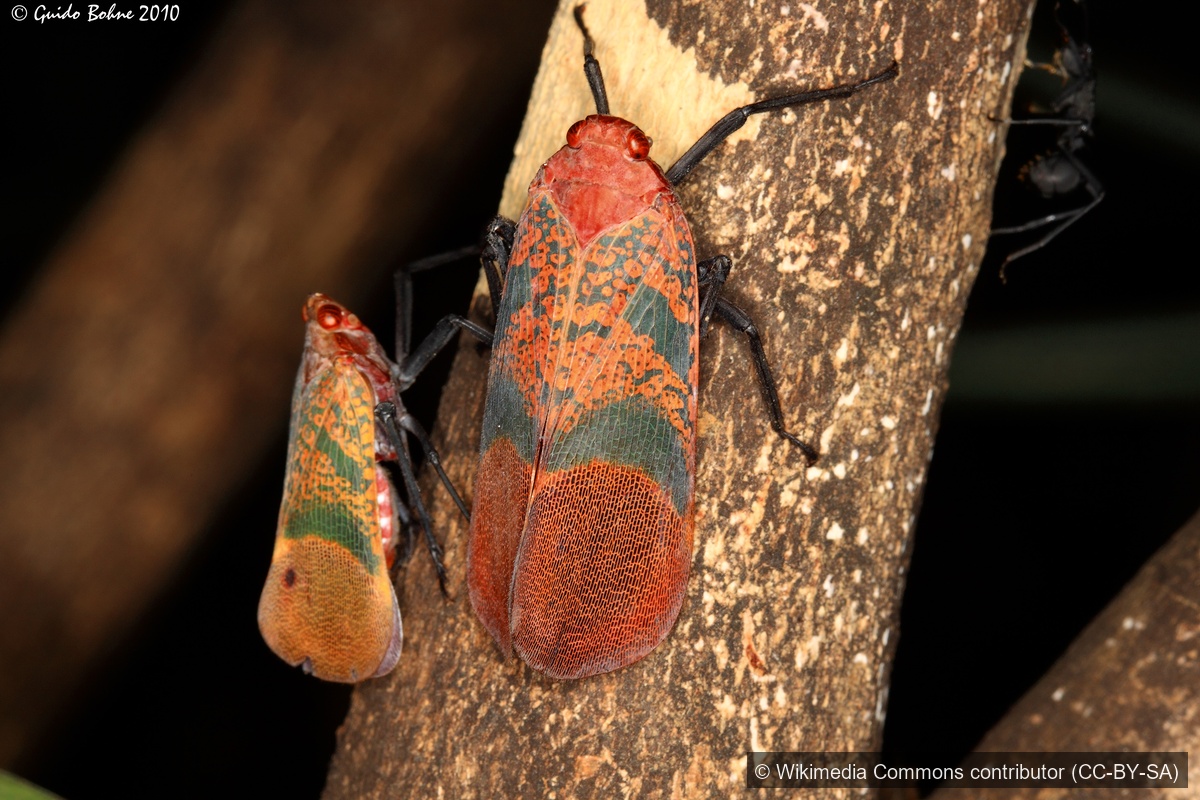 Rose Lanternfly — Borneo wildlife, book, free download, jungle tour