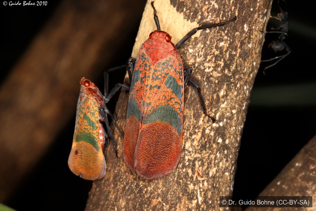 Rose Lanternfly — Borneo wildlife, book, free download, jungle tour