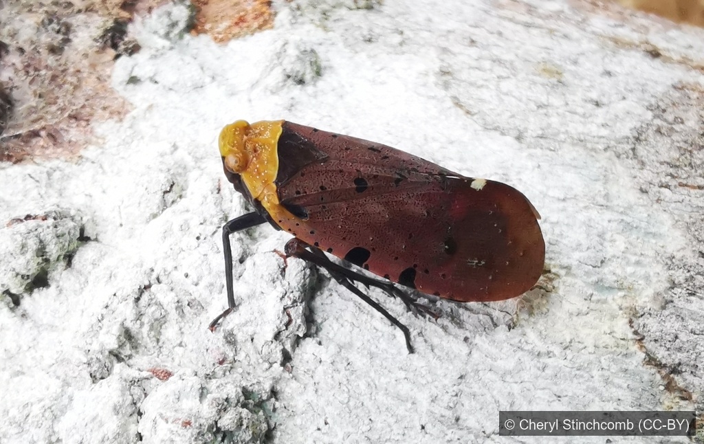 Speckled Lanternfly — Borneo wildlife, book, free download, jungle tour