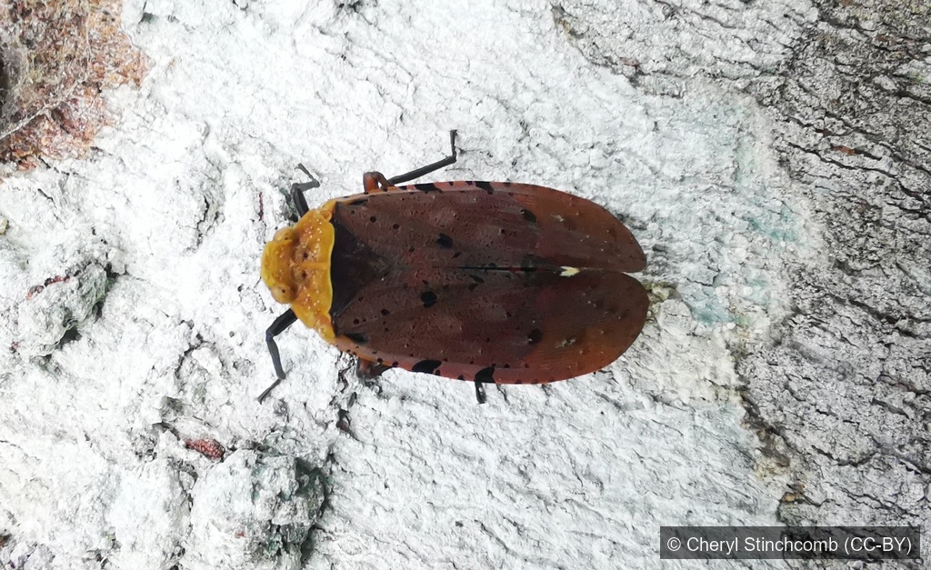 Speckled Lanternfly — Borneo wildlife, book, free download, jungle tour