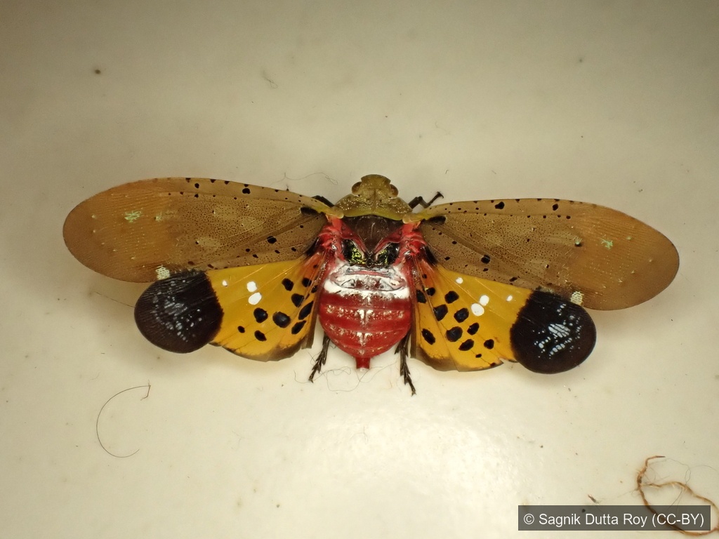 Speckled Lanternfly — Borneo wildlife, book, free download, jungle tour