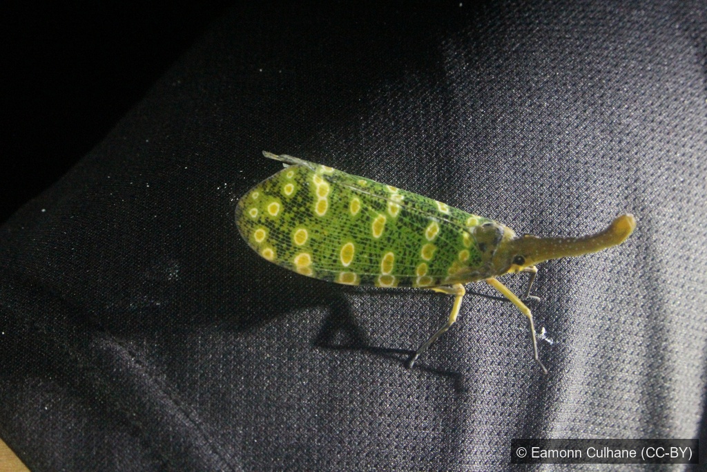 Starry Lanternfly — Borneo wildlife, book, free download, jungle tour