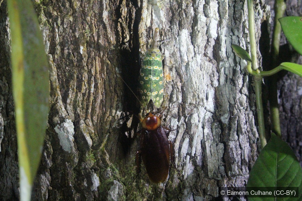 Starry Lanternfly — Borneo wildlife, book, free download, jungle tour