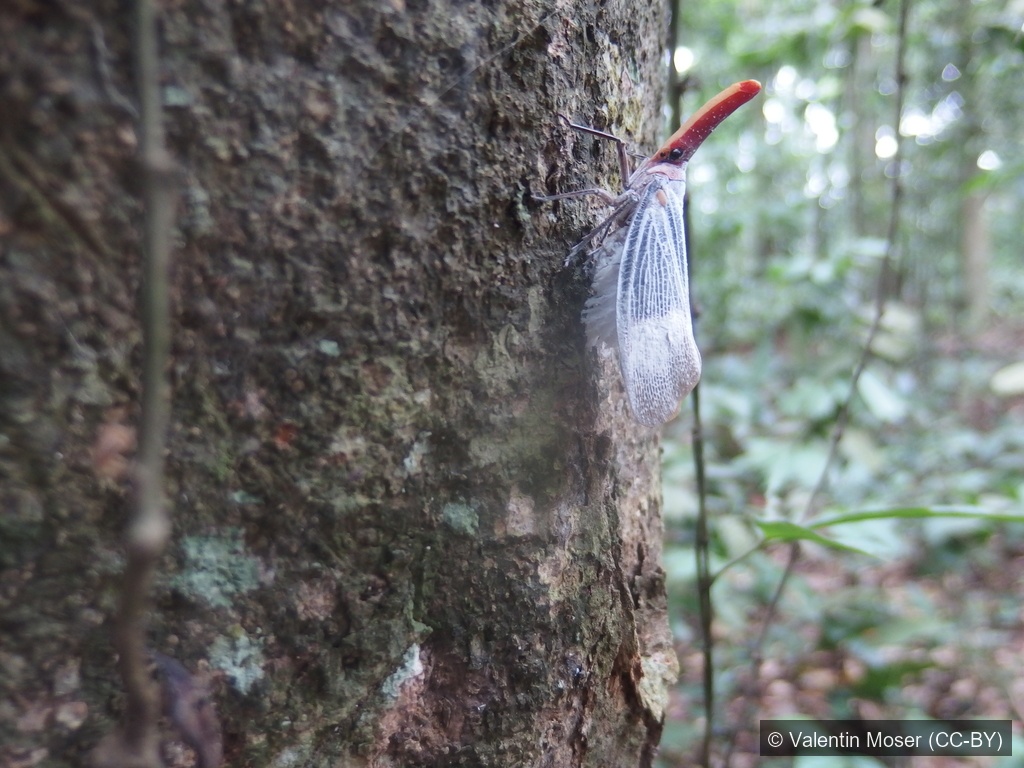 Sultan Lanternfly — Borneo wildlife, book, free download, jungle tour