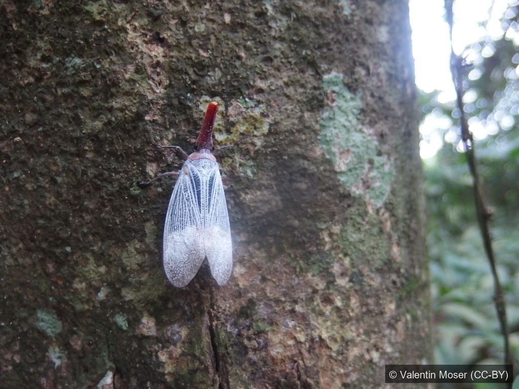 Sultan Lanternfly — Borneo wildlife, book, free download, jungle tour